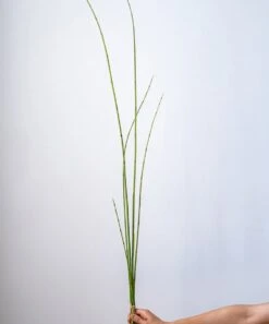 Artificial Faux Rough Horsetail Plant Long Stem 54" Tall 20 Artificial Faux Rough Horsetail Plant Long Stem 54" Tall -Eds Plant Shop artificial faux rough horsetail plant long stem 54 tall 296653