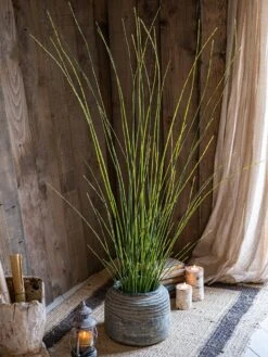 Artificial Faux Rough Horsetail Plant Long Stem 54" Tall 15 Artificial Faux Rough Horsetail Plant Long Stem 54" Tall -Eds Plant Shop artificial faux rough horsetail plant long stem 54 tall 326786