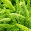 Asparagus Meyerii Fern - Foxtail Fern 1 Asparagus Meyerii Fern - Foxtail Fern -Eds Plant Shop asparagus meyerii fern foxtail fern 254539
