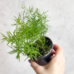 Asparagus Plumosa - Asparagus Fern