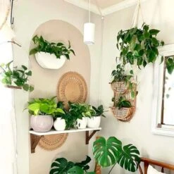 Aspect Growlight | Pendant Style LED Indoor Plant Light -Eds Plant Shop aspect led growlight shipping only 153361