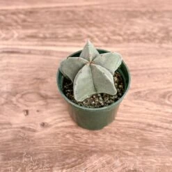 Astrophytum Retusa - Star Cactus -Eds Plant Shop astrophytum retusa star cactus 706270