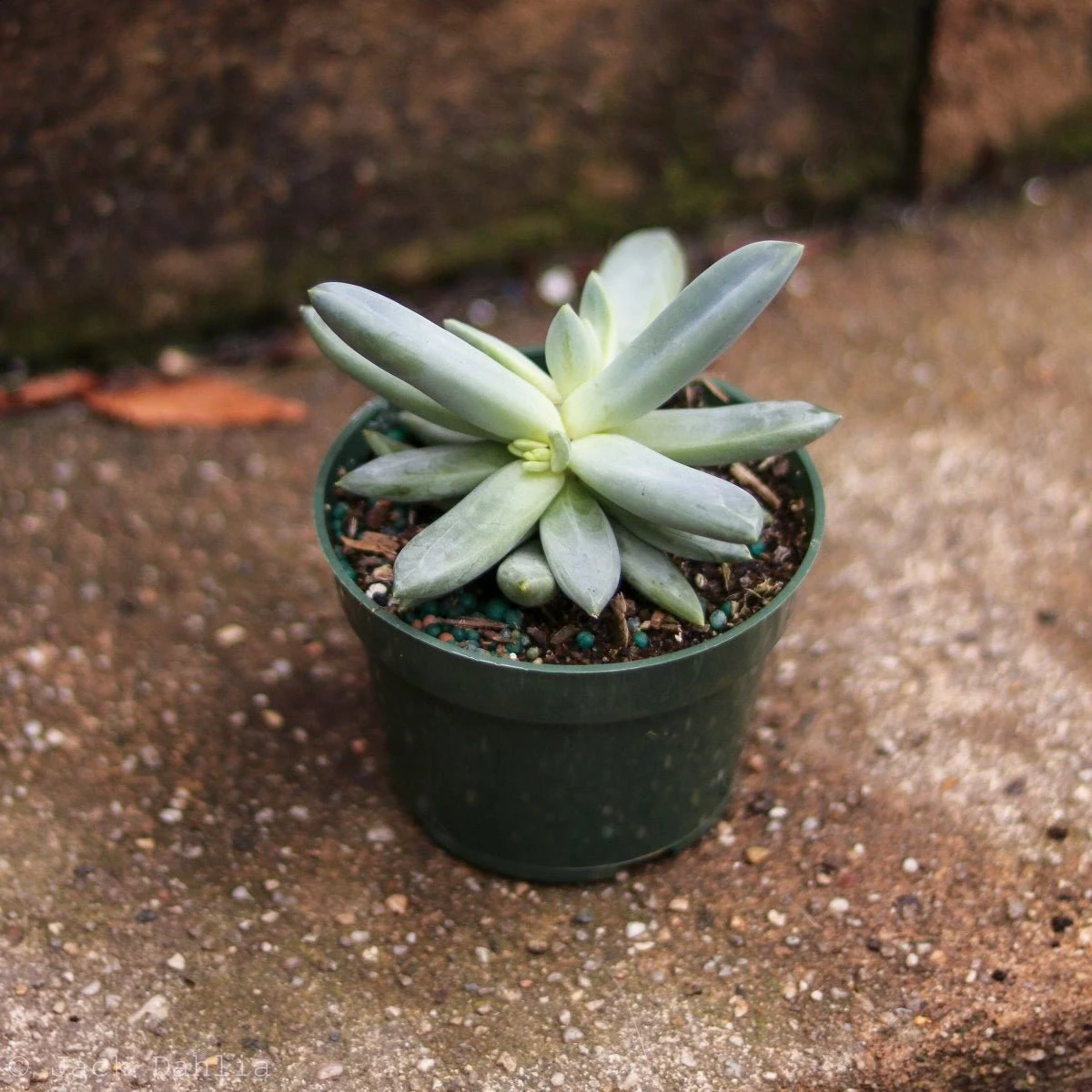 Baby Cacti/Succulents - 5 Inch 4 Baby Cacti/Succulents - 5 Inch - Image 2