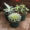 Baby Cacti/Succulents - 5 Inch -Eds Plant Shop baby cactisucculents 5 inch 271962