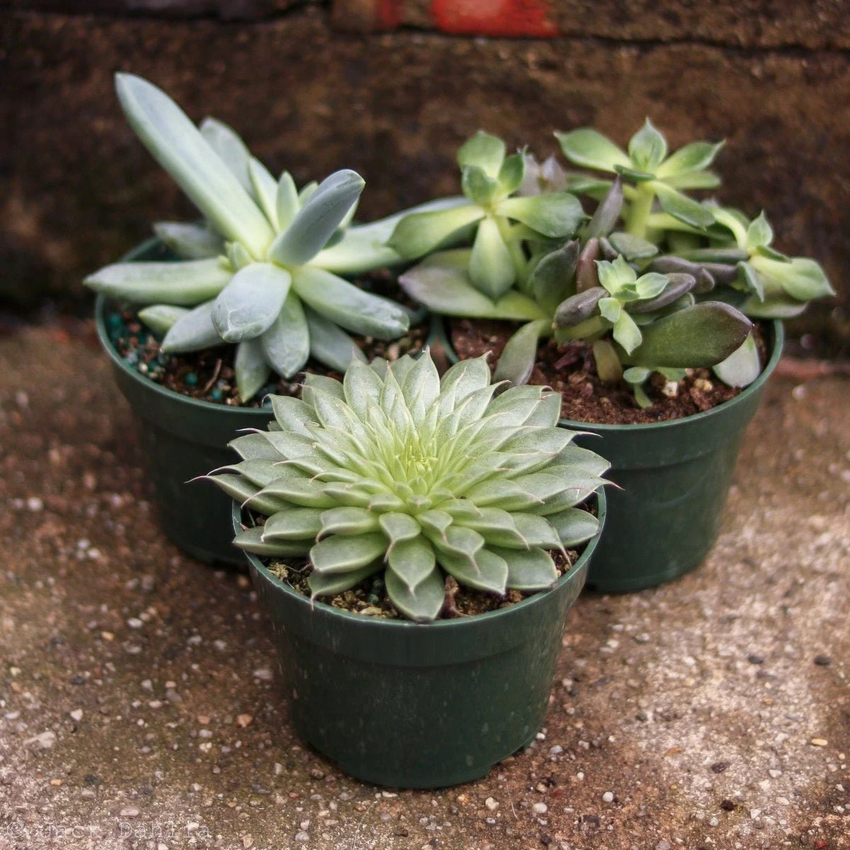 Baby Cacti/Succulents - 5 Inch 3 Baby Cacti/Succulents - 5 Inch