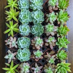 Baby Cacti/Succulents - 5 Inch 9 Baby Cacti/Succulents - 5 Inch -Eds Plant Shop baby cactisucculents 5 inch 287721
