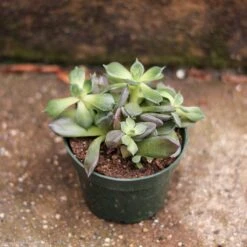 Baby Cacti/Succulents - 5 Inch 8 Baby Cacti/Succulents - 5 Inch -Eds Plant Shop baby cactisucculents 5 inch 591552