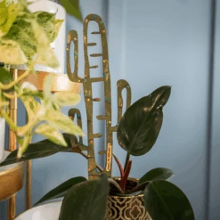 BARE™ Cactrella™ - Customizable Wooden Plant Support - Inspired By The Barrel Cactus 31 BARE™ Cactrella™ - Customizable Wooden Plant Support - Inspired By The Barrel Cactus -Eds Plant Shop bare cactrella customizable wooden plant support inspired by the barrel cactus 1699599