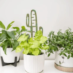 BARE™ Cactrella™ - Customizable Wooden Plant Support - Inspired By The Barrel Cactus 19 BARE™ Cactrella™ - Customizable Wooden Plant Support - Inspired By The Barrel Cactus -Eds Plant Shop bare cactrella customizable wooden plant support inspired by the barrel cactus 3318970