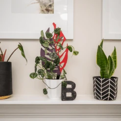 BARE™ Monstrella™ – Customizable Wooden Plant Trellis For Indoor Climbing Plants -Eds Plant Shop bare monstrella customizable wooden plant trellis for indoor climbing plants 2469731