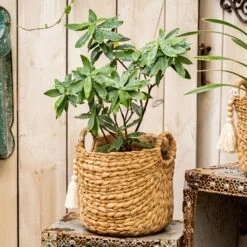 Basket Weave Cement Planter - Various Sizes 18 Basket Weave Cement Planter - Various Sizes -Eds Plant Shop basket weave cement planter various sizes 765684