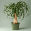 Beaucarnea Recurvata 'Ponytail Palm' 2 Beaucarnea Recurvata 'Ponytail Palm' -Eds Plant Shop beaucarnea recurvata ponytail palm 307642