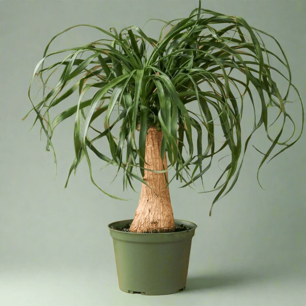 Beaucarnea Recurvata 'Ponytail Palm' 3 Beaucarnea Recurvata 'Ponytail Palm'