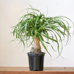 Beaucarnea Recurvata 'Ponytail Palm' 13 Beaucarnea Recurvata 'Ponytail Palm' -Eds Plant Shop beaucarnea recurvata ponytail palm 730644