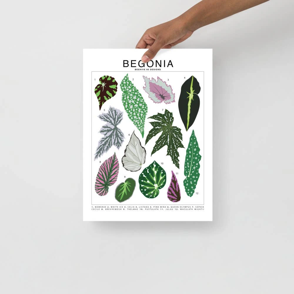 Begonia Species ID Chart - Botanical Houseplant Art Print 4 Begonia Species ID Chart - Botanical Houseplant Art Print - Image 2