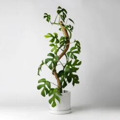 Bendable & Stackable Coco Coir Pole: Support For Climbing Plants -Eds Plant Shop bendable stackable coco coir pole support for climbing plants 200366