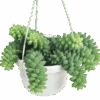 Burro's Tail Succulent - Sedum Morganianum Hanging Basket 2 Burro's Tail Succulent - Sedum Morganianum Hanging Basket -Eds Plant Shop burros tail succulent sedum morganianum hanging basket 682671