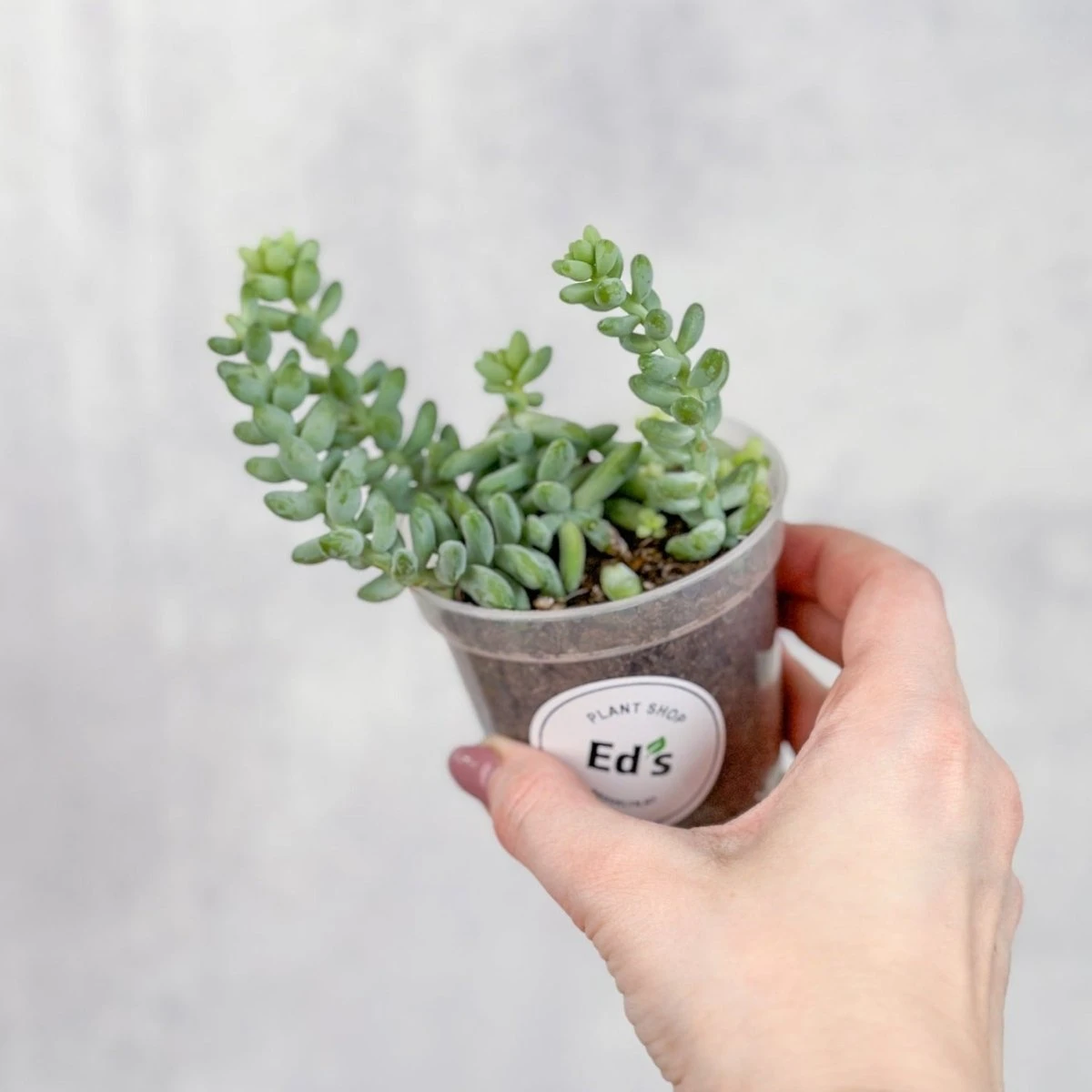 Burro's Tail Succulent - Sedum Morganianum 3 Burro's Tail Succulent - Sedum Morganianum