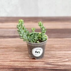 Burro's Tail Succulent - Sedum Morganianum 7 Burro's Tail Succulent - Sedum Morganianum -Eds Plant Shop burros tail succulent sedum morganianum various sizes 820776