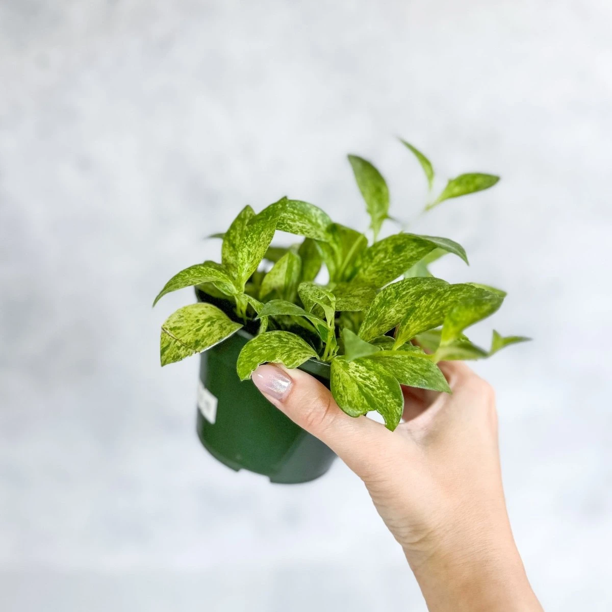 Aeschynanthus Micranthus Variegata 5 Aeschynanthus Micranthus Variegata - Image 3