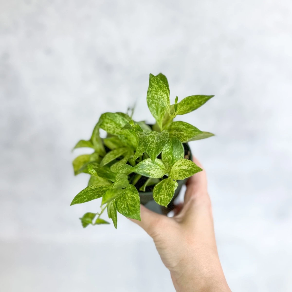 Aeschynanthus Micranthus Variegata 6 Aeschynanthus Micranthus Variegata - Image 4