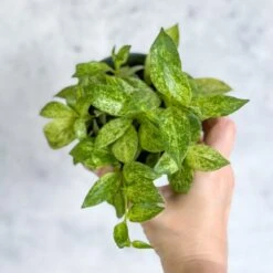 Aeschynanthus Micranthus Variegata 12 Aeschynanthus Micranthus Variegata -Eds Plant Shop buy aeschynanthus micranthus variegata eds plant shop 873800