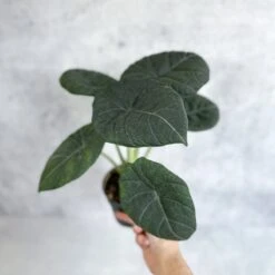 Alocasia 'Nebula' – Ed's Plant Shop -Eds Plant Shop buy alocasia nebula eds plant shop 142121