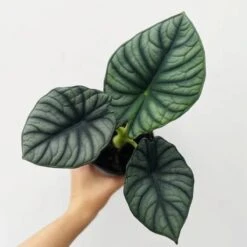 Alocasia 'Nebula' – Ed's Plant Shop