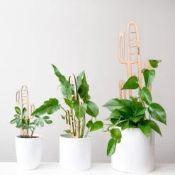 Cactrella - Plant Trellis Inspired By The Barrel Cactus -Eds Plant Shop cactrella plant trellis inspired by the barrel cactus 909606