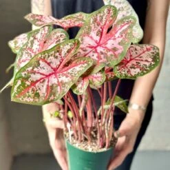 Caladium - Assorted Foliage Varieties 13 Caladium - Assorted Foliage Varieties -Eds Plant Shop caladium assorted foliage varieties 106764