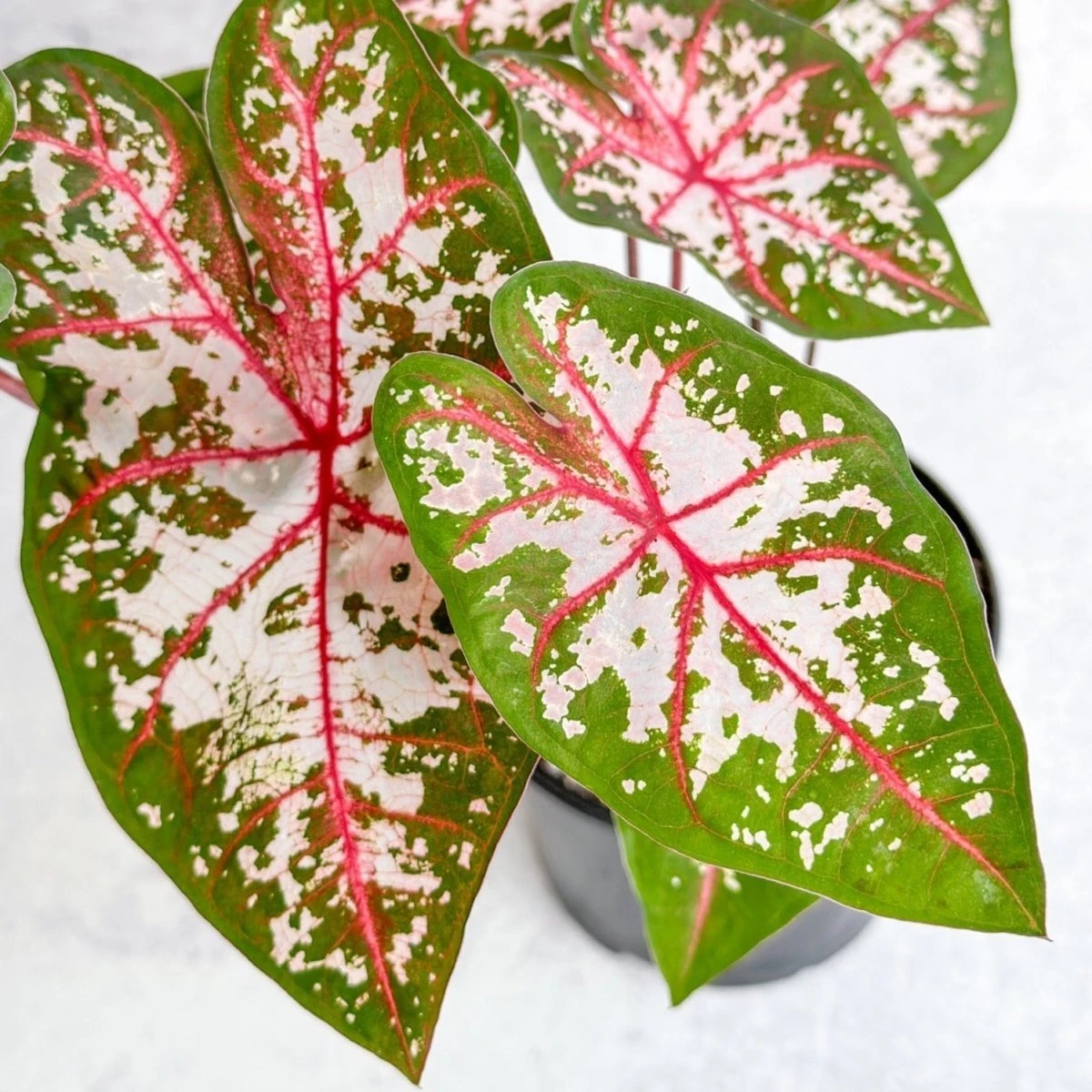 Caladium - Assorted Foliage Varieties 4 Caladium - Assorted Foliage Varieties - Image 2