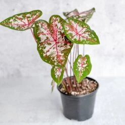 Caladium - Assorted Foliage Varieties 14 Caladium - Assorted Foliage Varieties -Eds Plant Shop caladium assorted foliage varieties 194784