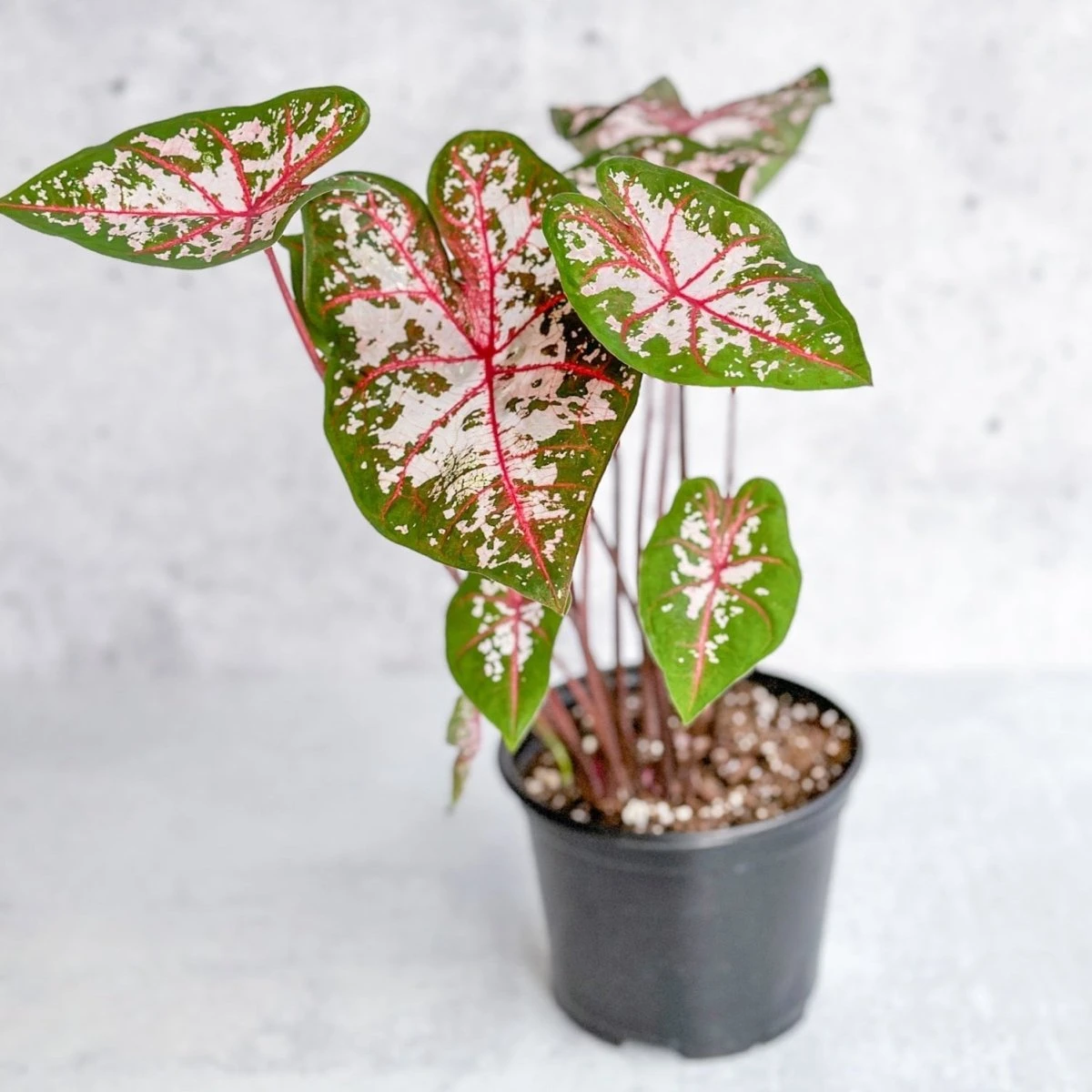 Caladium - Assorted Foliage Varieties 7 Caladium - Assorted Foliage Varieties - Image 5