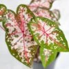 Caladium - Assorted Foliage Varieties 2 Caladium - Assorted Foliage Varieties -Eds Plant Shop caladium assorted foliage varieties 253947