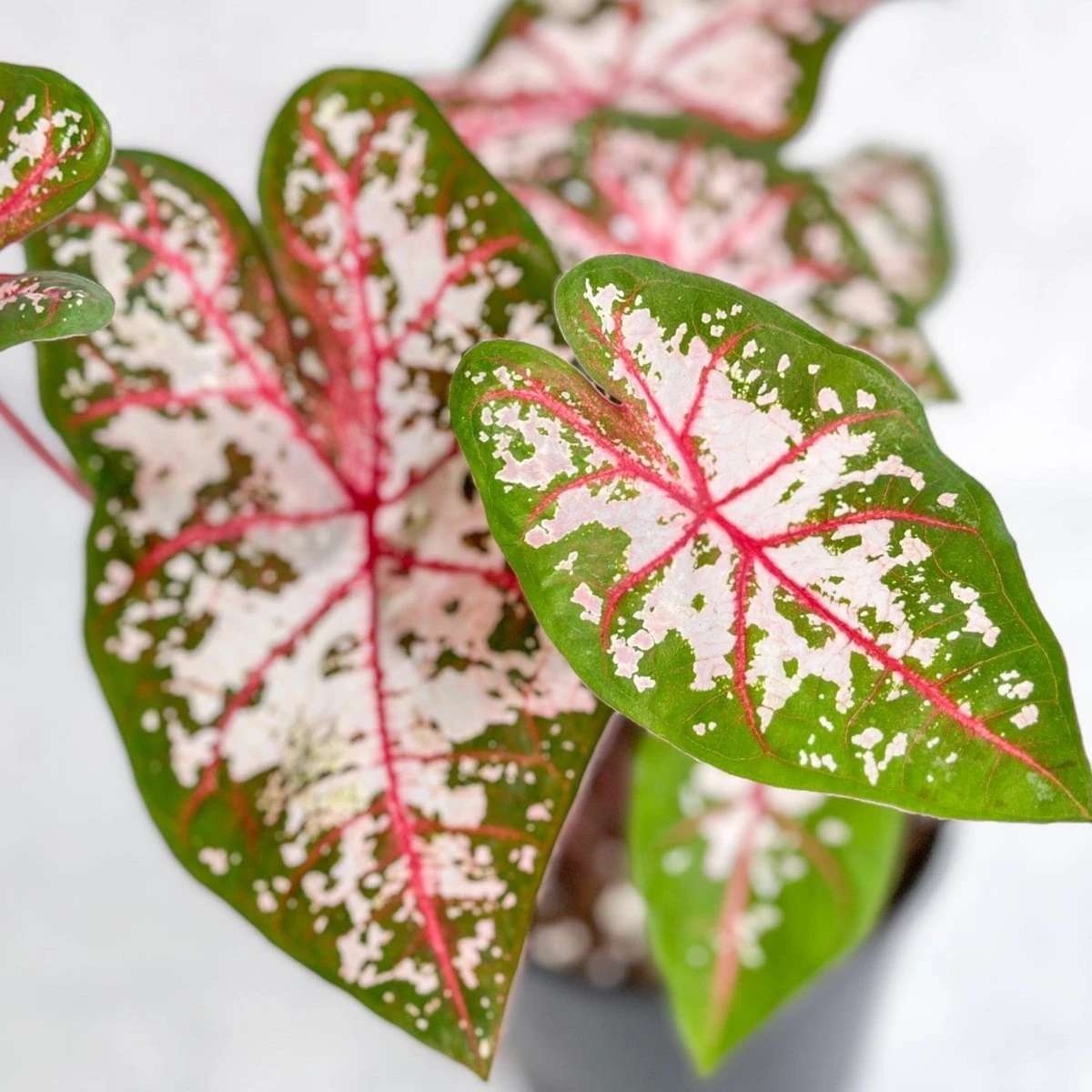 Caladium - Assorted Foliage Varieties 3 Caladium - Assorted Foliage Varieties