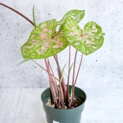 Caladium - Assorted Foliage Varieties 15 Caladium - Assorted Foliage Varieties -Eds Plant Shop caladium assorted foliage varieties 550165