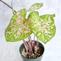 Caladium - Assorted Foliage Varieties 16 Caladium - Assorted Foliage Varieties -Eds Plant Shop caladium assorted foliage varieties 811449