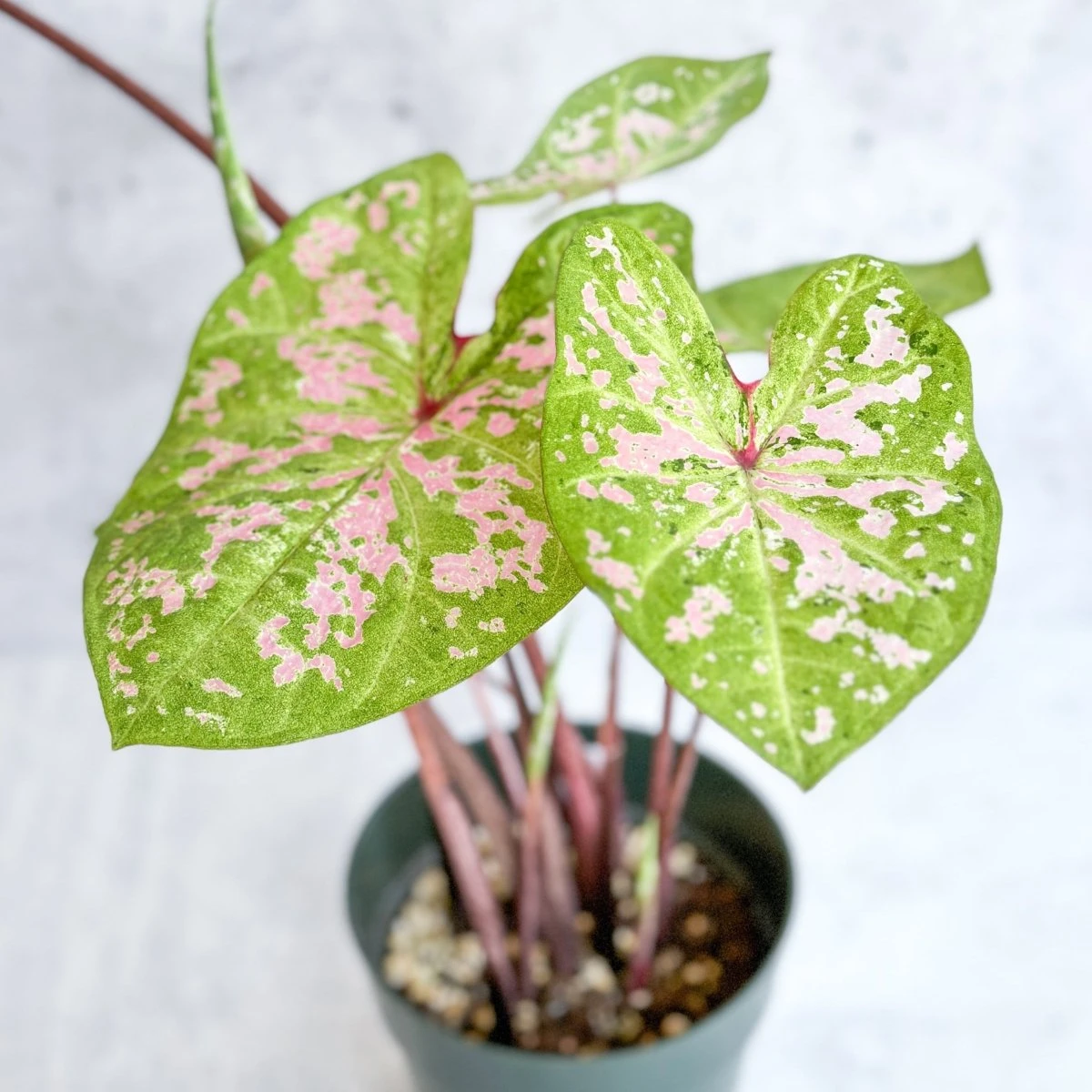 Caladium - Assorted Foliage Varieties 9 Caladium - Assorted Foliage Varieties - Image 7