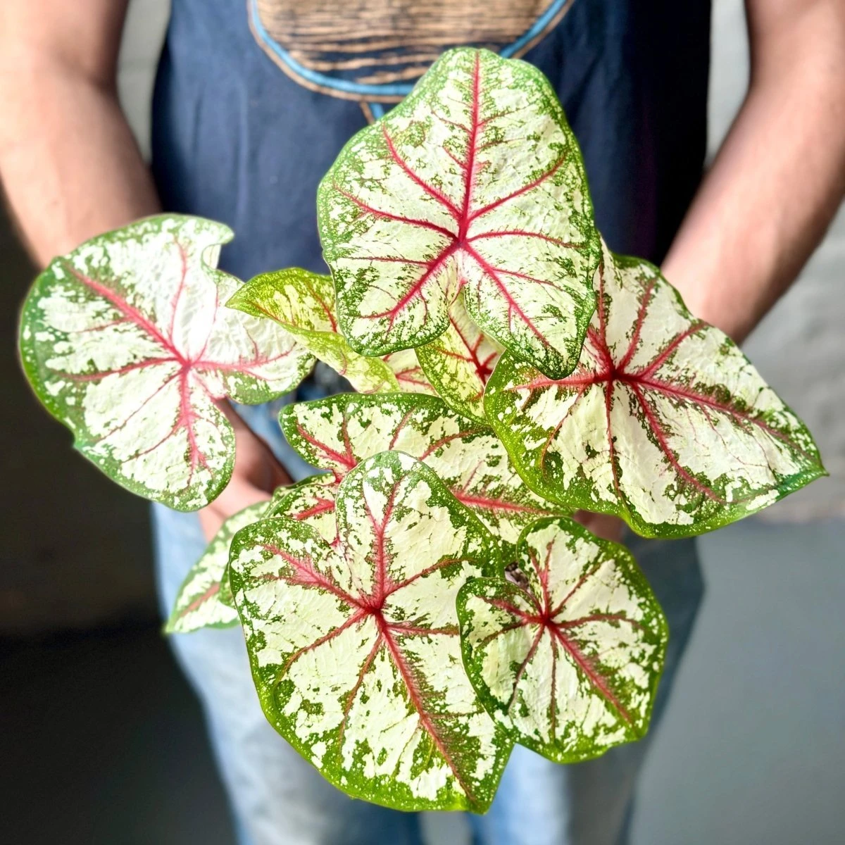 Caladium - Assorted Foliage Varieties 5 Caladium - Assorted Foliage Varieties - Image 3