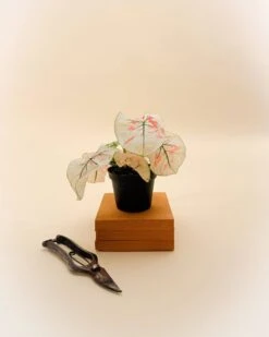 Caladium Bicolor ‘Snow’ – White & Green Heart-Shaped Foliage | Tropical Shade Plant -Eds Plant Shop caladium bicolor snow white green heart shaped foliage tropical shade plant 3194718