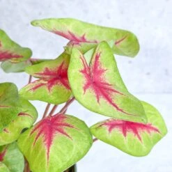 Caladium 'Fiesta' - Fiesta Caladium -Eds Plant Shop caladium fiesta fiesta caladium 338345