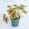 Caladium 'Fiesta' - Fiesta Caladium -Eds Plant Shop caladium fiesta fiesta caladium 643679