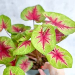 Caladium 'Fiesta' - Fiesta Caladium -Eds Plant Shop caladium fiesta fiesta caladium 977340
