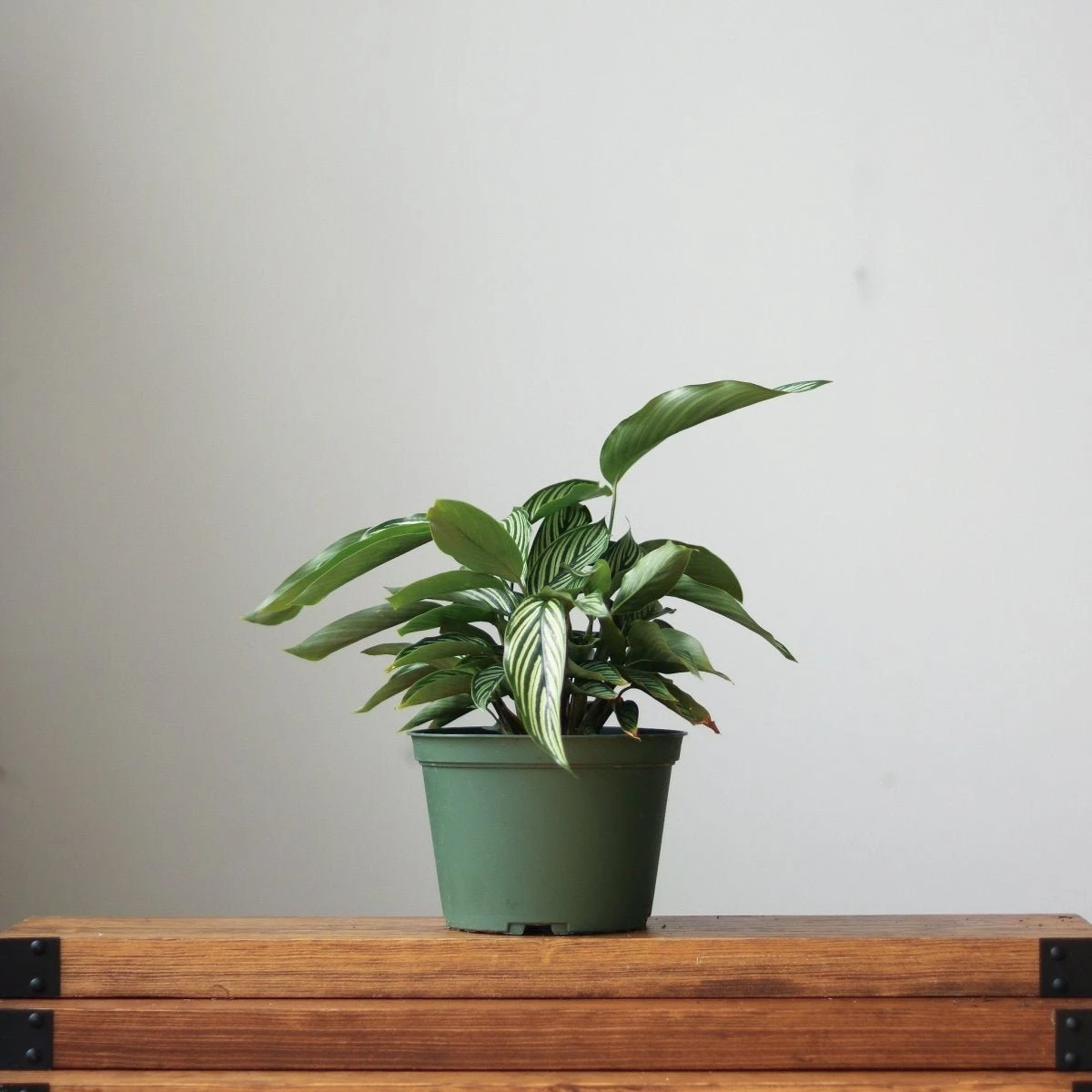 Calathea Elliptica 'Vittata' - Various Sizes 4 Calathea Elliptica 'Vittata' - Various Sizes - Image 2