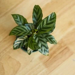 Calathea Leopardina - Concinna 'Freddie' -Eds Plant Shop calathea leopardina concinna freddie various sizes 431664