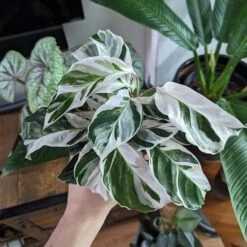 Calathea Lietzei 'White Fusion' - White Fusion Calathea - Various Sizes -Eds Plant Shop calathea lietzei white fusion white fusion calathea 4 inch 310072