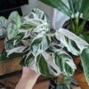 Calathea Lietzei 'White Fusion' - White Fusion Calathea - Various Sizes -Eds Plant Shop calathea lietzei white fusion white fusion calathea 4 inch 502364