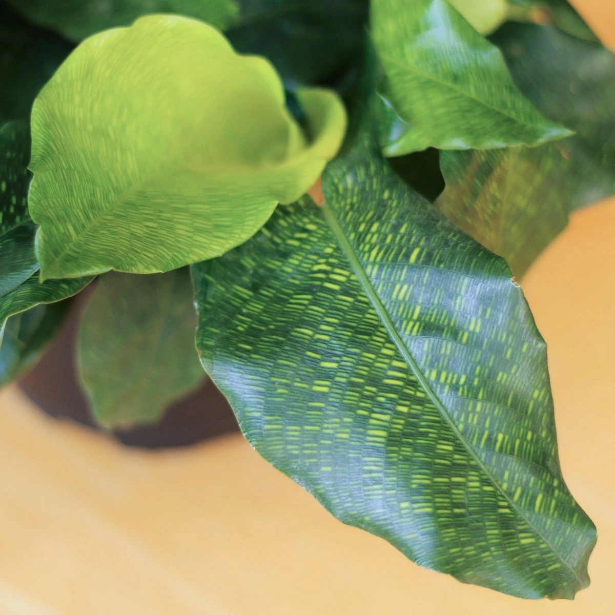 Calathea Musaica ‘Network’ 4 Calathea Musaica ‘Network’ - Image 2