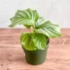 Calathea Orbifolia - Round Leaf Prayer Plant - Various Sizes -Eds Plant Shop calathea orbifolia round leaf prayer plant various sizes 226079