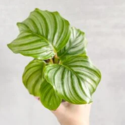 Calathea Orbifolia - Round Leaf Prayer Plant - Various Sizes -Eds Plant Shop calathea orbifolia round leaf prayer plant various sizes 242559